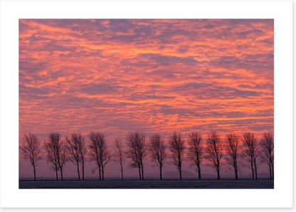 Trees