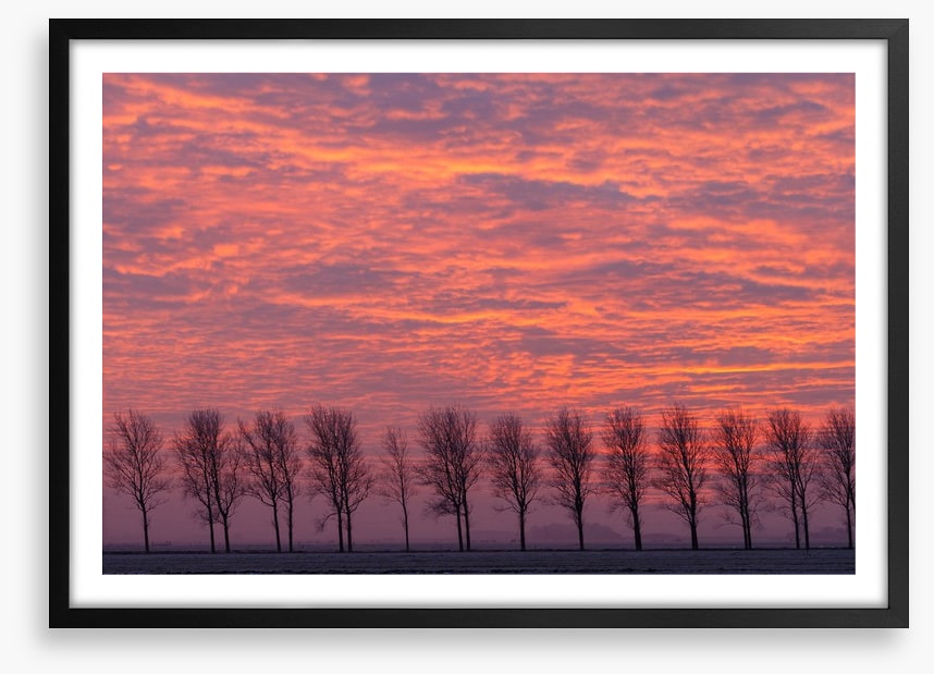 Trees