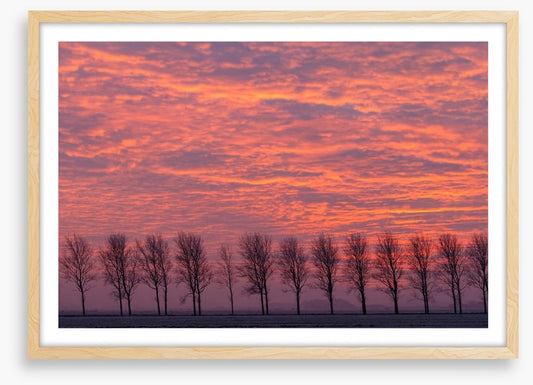 Trees