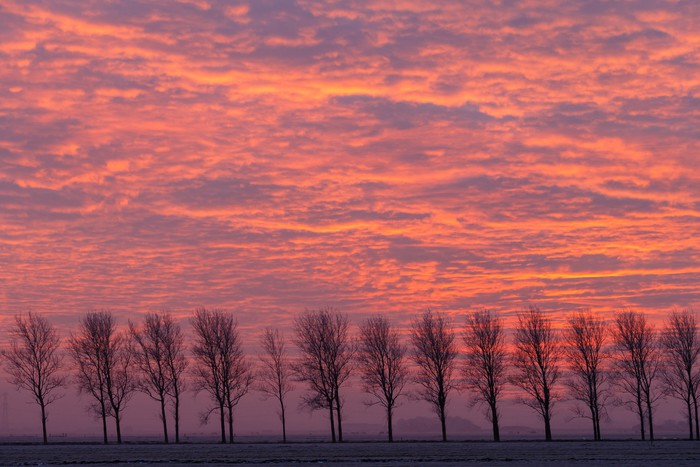 Trees
