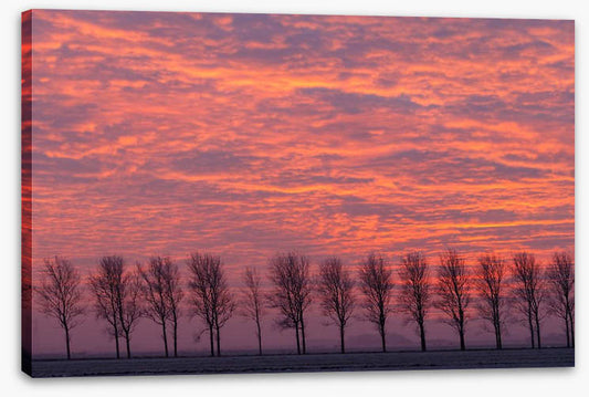 Trees