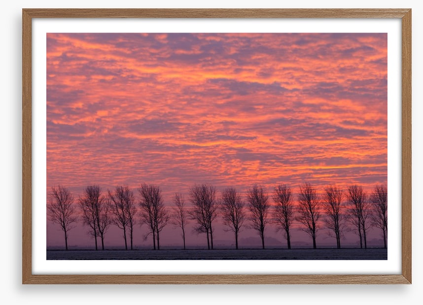 Trees