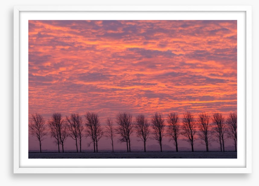 Trees