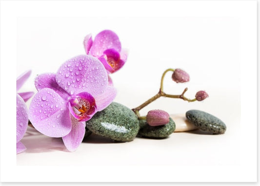 Pink orchid peace