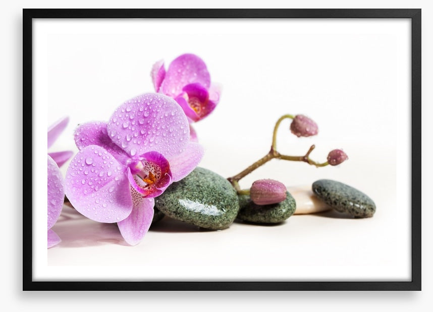 Pink orchid peace