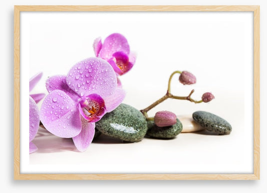 Pink orchid peace