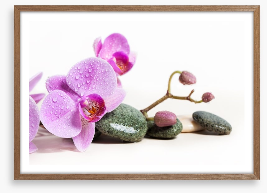 Pink orchid peace