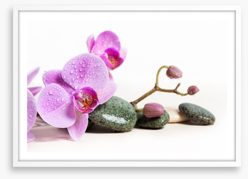 Pink orchid peace