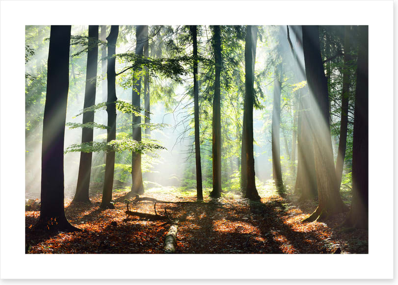 Into the sunlight