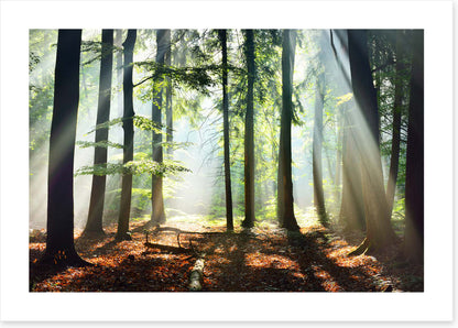 Into the sunlight