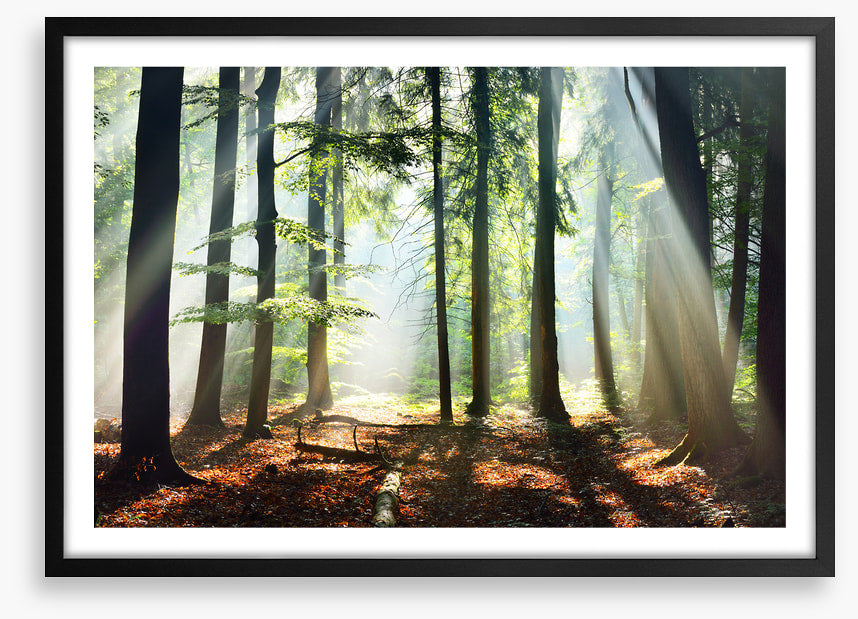 Into the sunlight