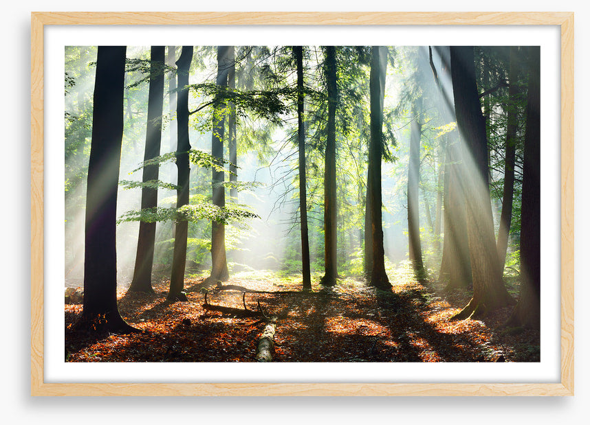 Into the sunlight