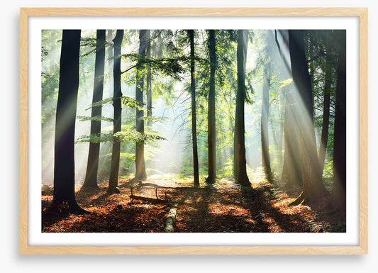 Into the sunlight