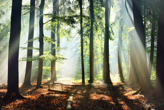 Into the sunlight