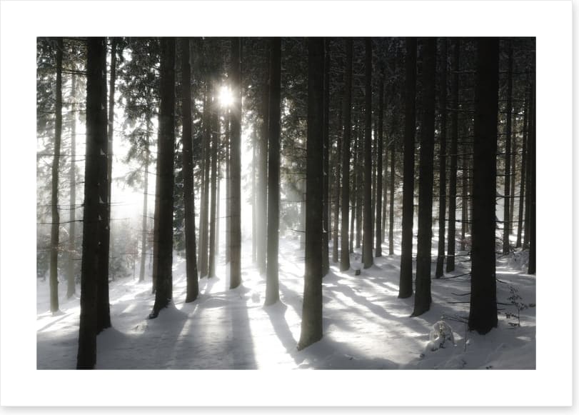 Black forest sunlight