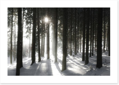 Black forest sunlight