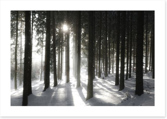 Black forest sunlight
