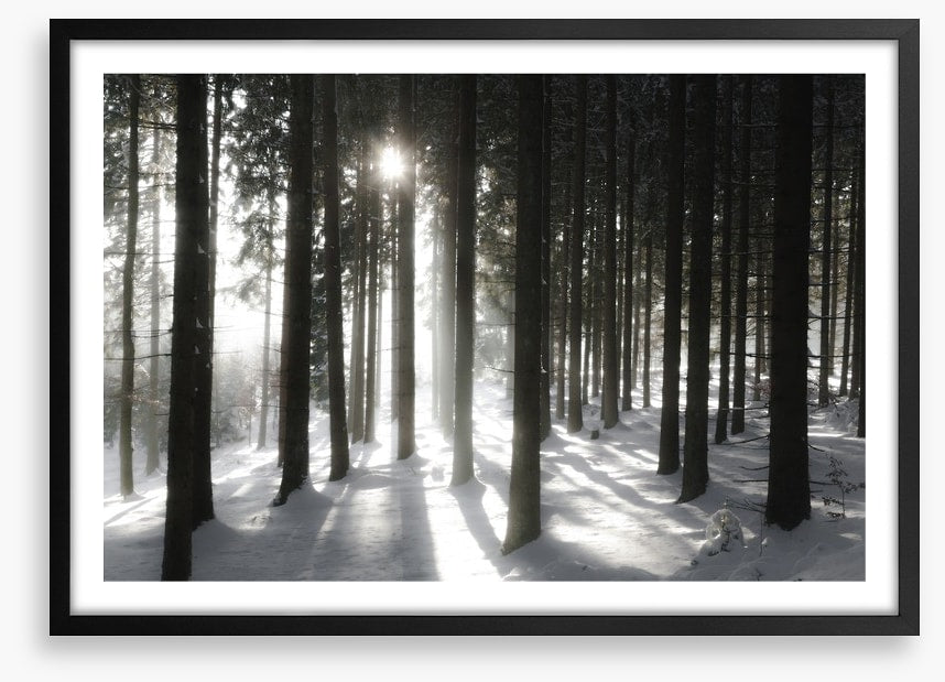 Black forest sunlight