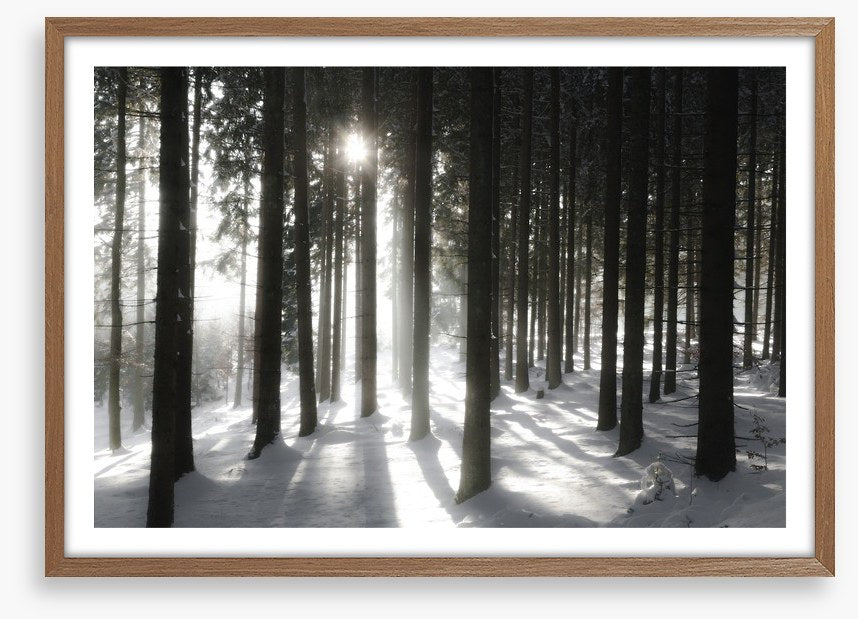 Black forest sunlight