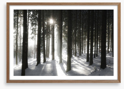 Black forest sunlight