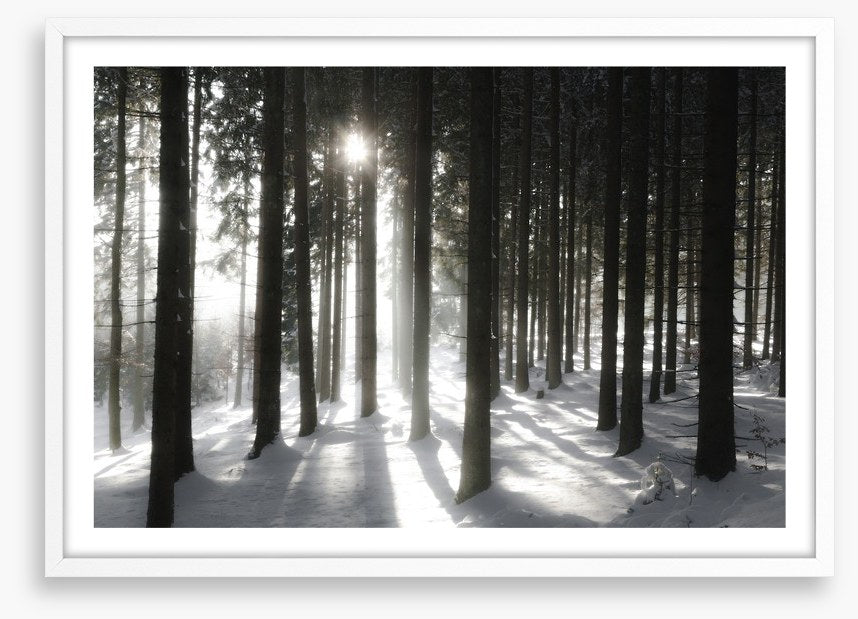Black forest sunlight