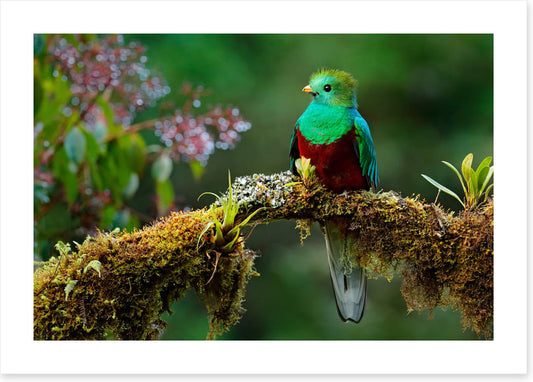 Resplendent quetzal