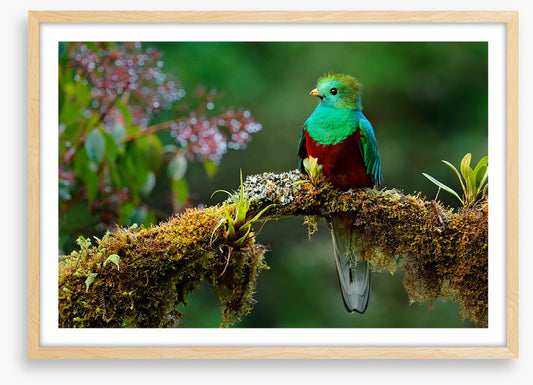 Resplendent quetzal
