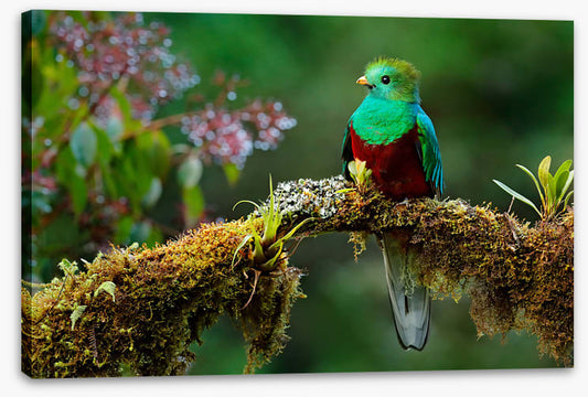 Resplendent quetzal