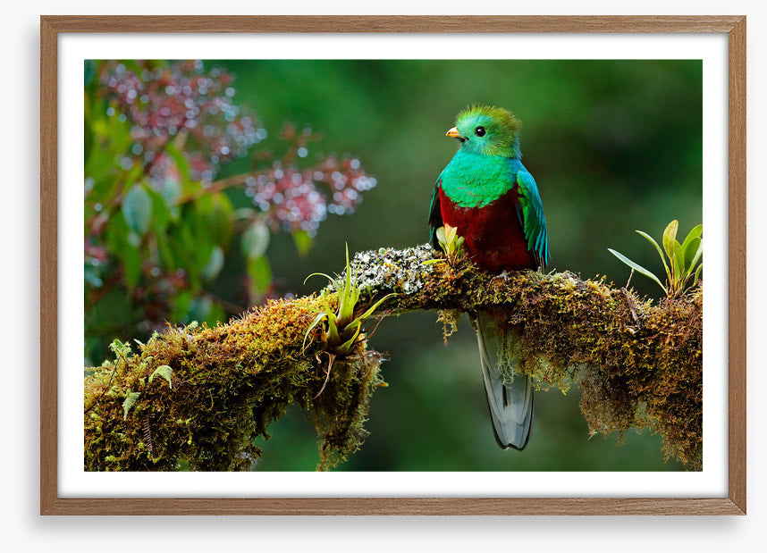 Resplendent quetzal