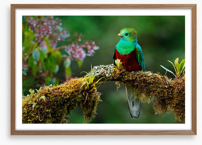 Resplendent quetzal