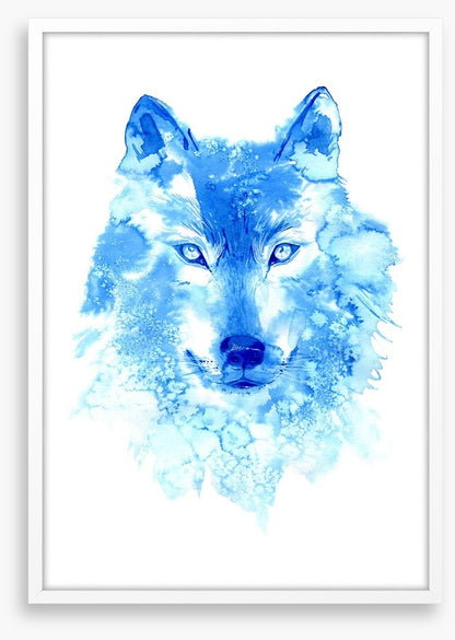 Blue wolf