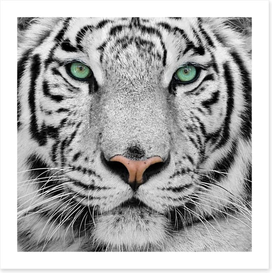 White tiger