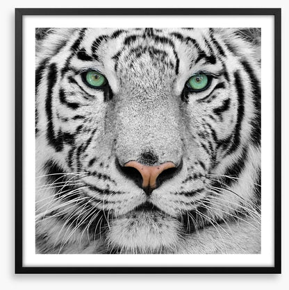 White tiger