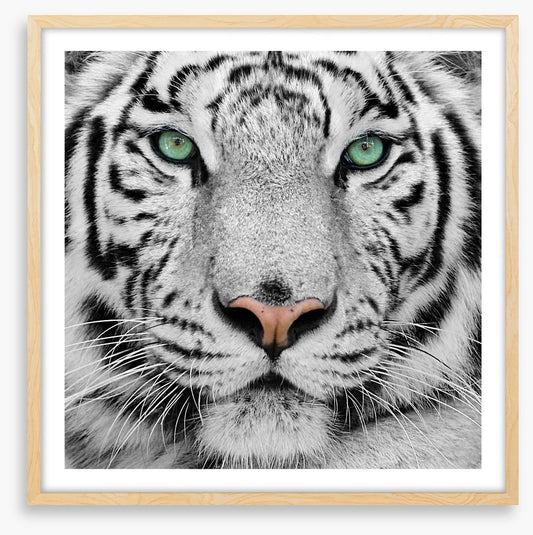 White tiger