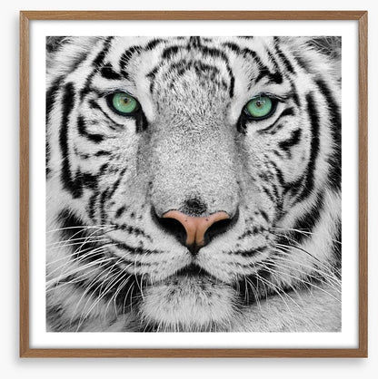 White tiger