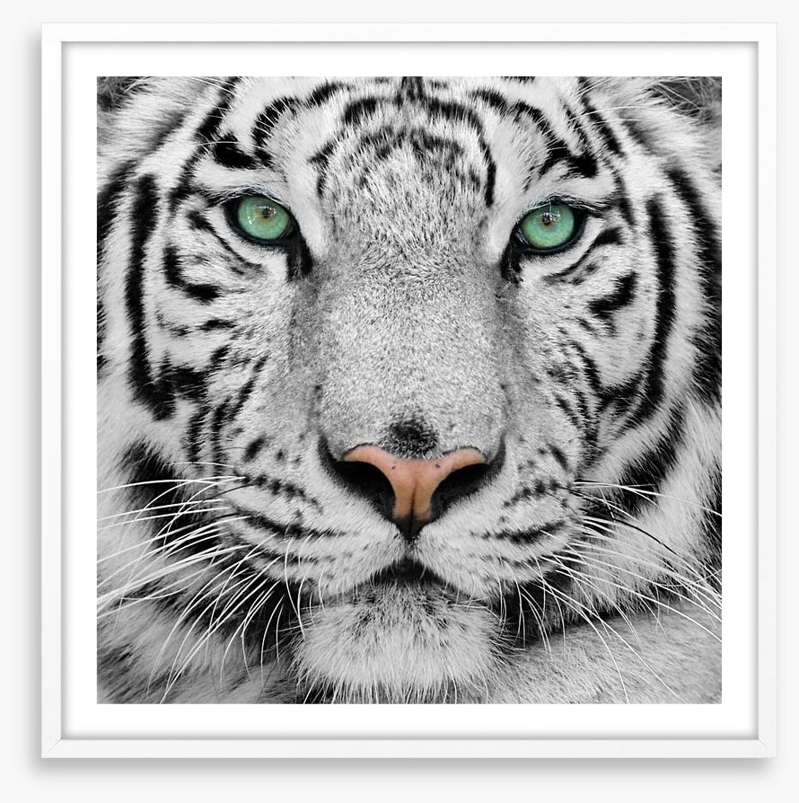 White tiger
