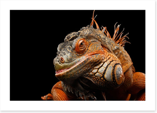 Reptiles