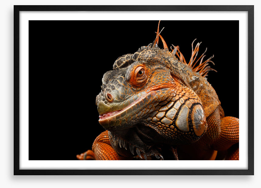 Reptiles