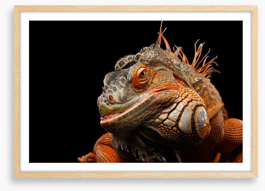 Reptiles