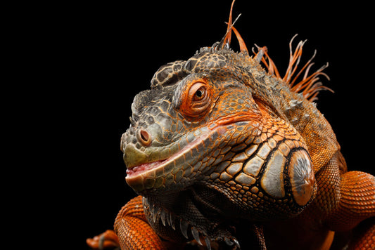 Reptiles