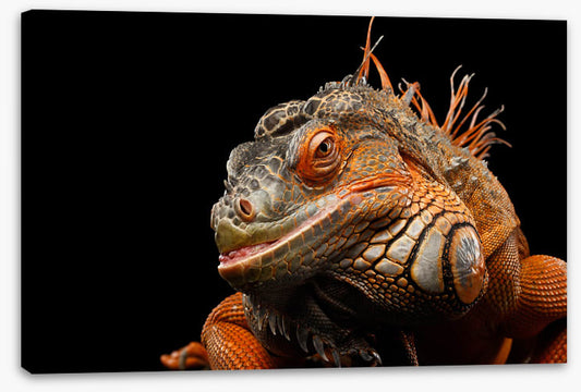 Reptiles