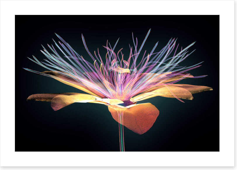 The passion flower