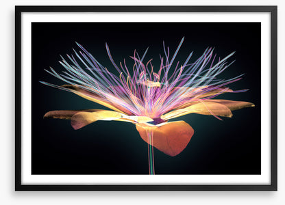 The passion flower