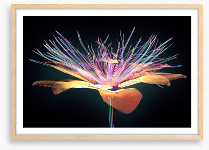 The passion flower
