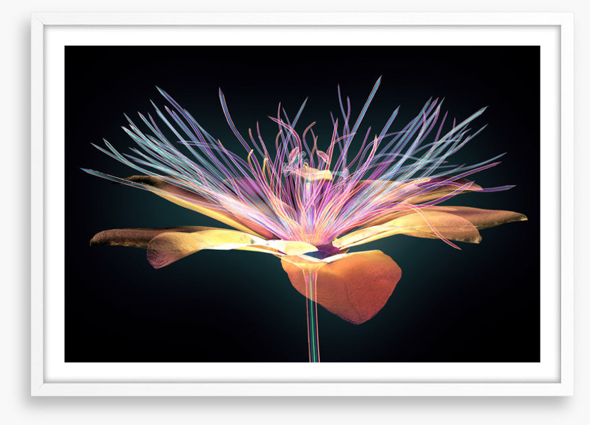 The passion flower