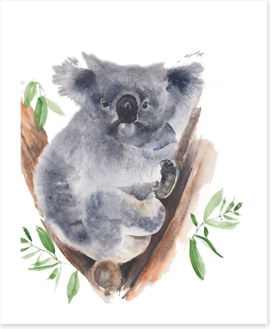 Gum tree koala