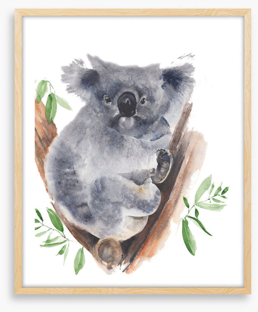 Gum tree koala