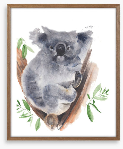 Gum tree koala