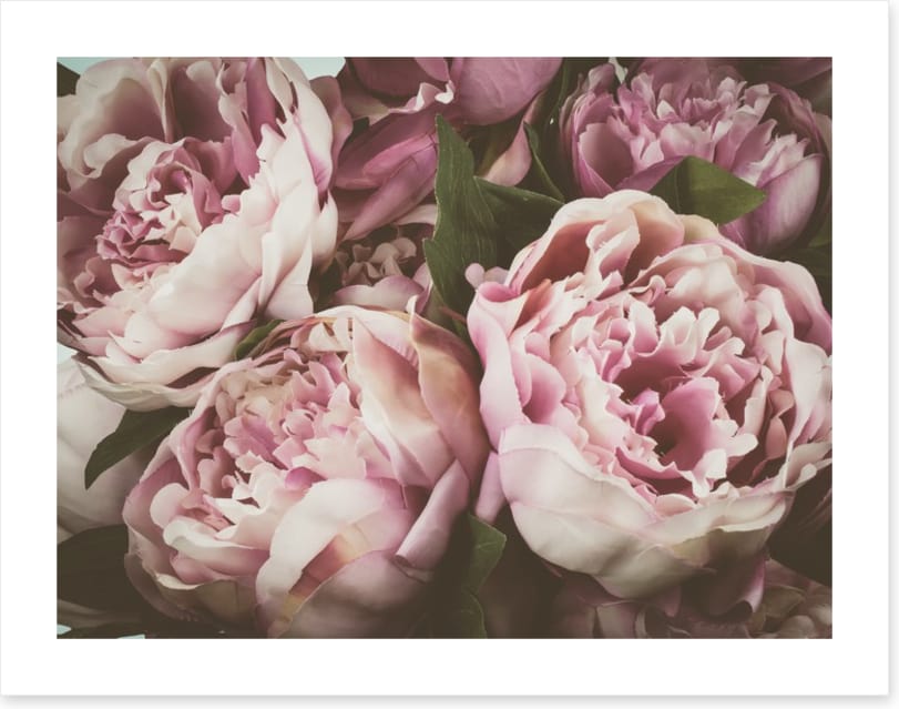 Vintage peony