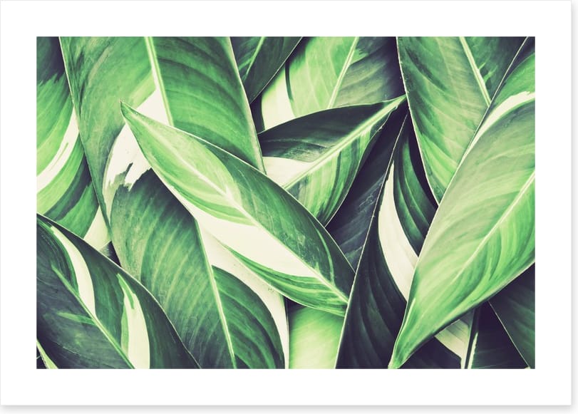 Retro leaves